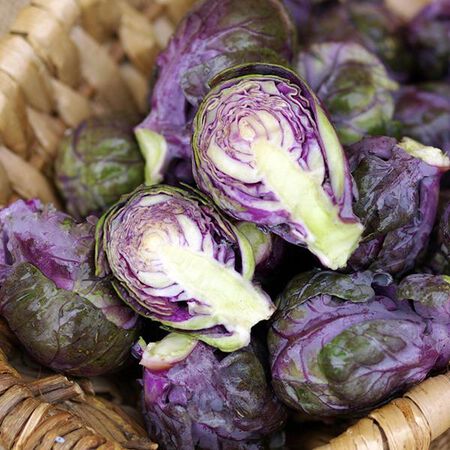 Redarling, Brussels Sprout Seeds - 1,000 Seeds image number null